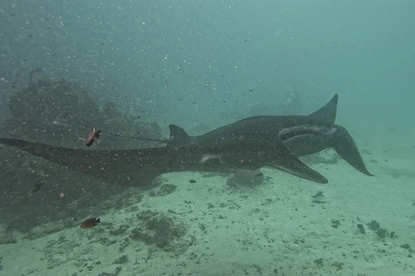 Muito raro manta preto no fundo azul — Zdjęcie stockowe