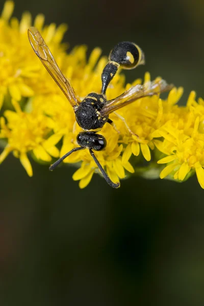 Wasp looking at you on green leaf — Stock Photo, Image