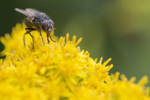 Voar macro enquanto come — Fotografia de Stock