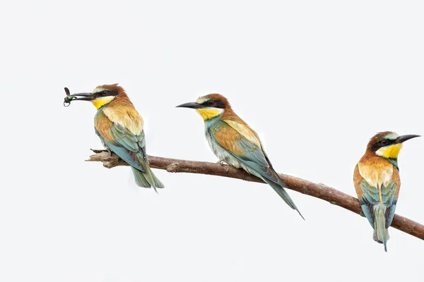 Bee eater on the tree isolated on white — Stock Photo, Image