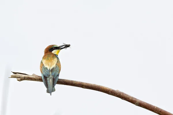 Bee eater on the tree isolated on white — Stock Photo, Image