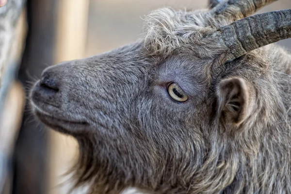 Eye detail of Brown goat sheep while looking at you — Stock Photo, Image