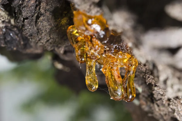 Résine ambre naturelle d'arbre — Photo