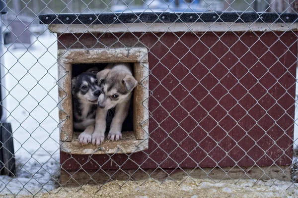 Iki aylık husky köpek yavrusu — Stok fotoğraf