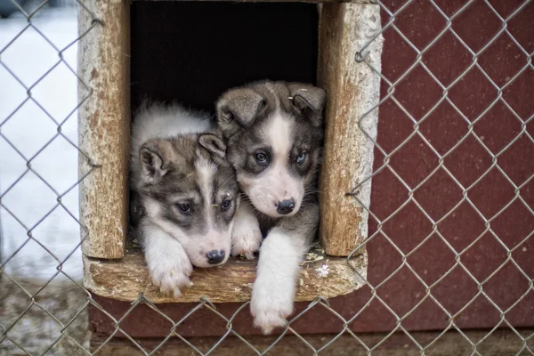 Två månader gamla husky valpar — Stockfoto