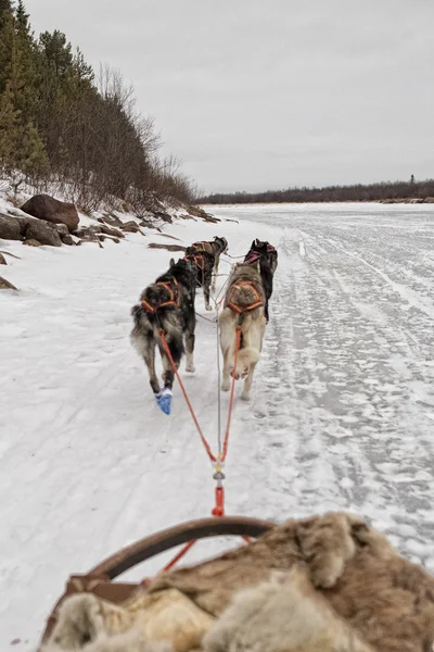 Kar üzerinde çalışırken kızak köpek — Stok fotoğraf