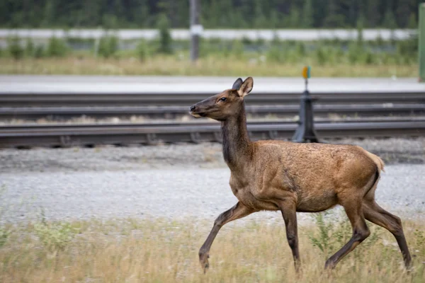 Veados de alce perto da estação ferroviária em Rocky Mountains — Fotografia de Stock