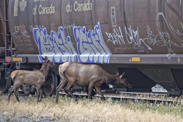 Elk deers near railway station in Rocky Mountains — Stock Photo, Image