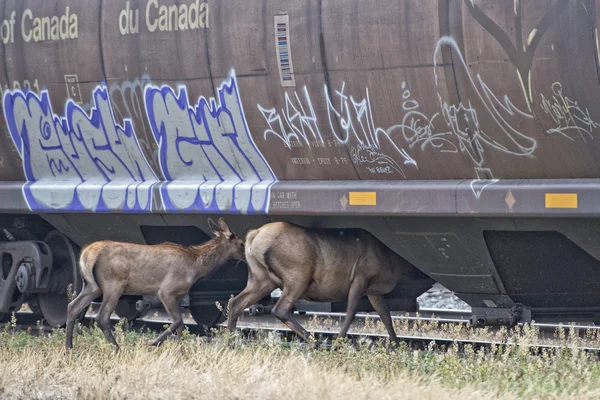 Ciervos alce cerca de la estación de tren en las Montañas Rocosas —  Fotos de Stock