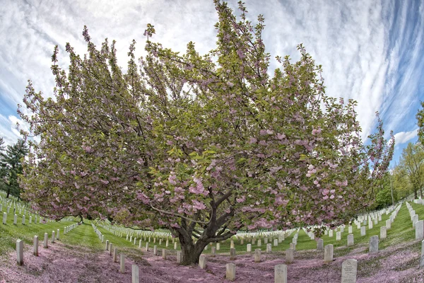 Cimitero di Arlington cimitero — Foto Stock