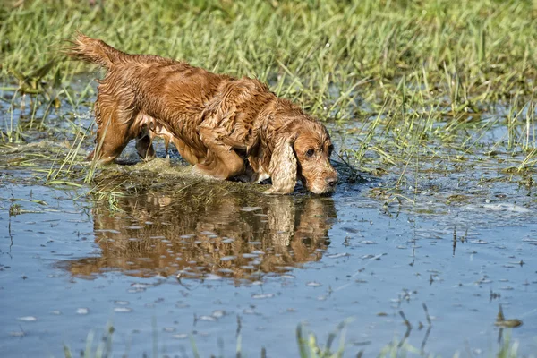 Happy Dog English cocker spaniel while running to you — Stock Photo, Image