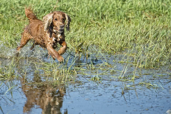 Feliz perro inglés cocker spaniel mientras corre a usted — Foto de Stock