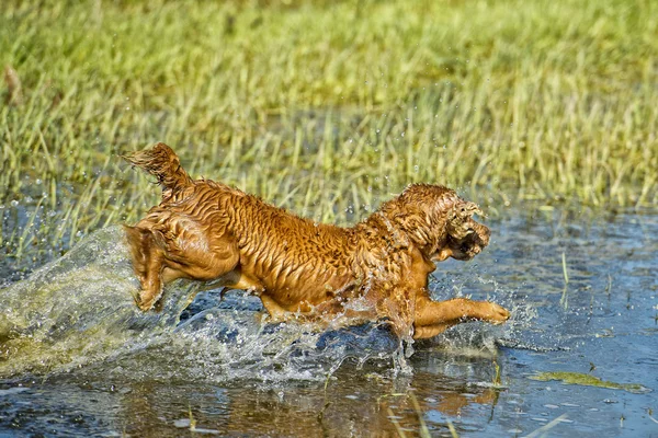 Feliz perro inglés cocker spaniel mientras corre a usted — Foto de Stock