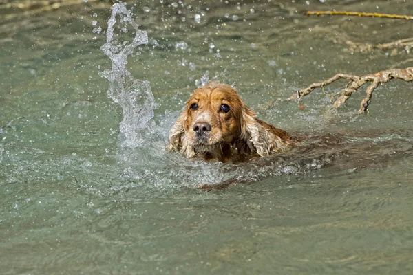 Lycklig hund engelsk cocker spaniel medan du kör till dig — Stockfoto