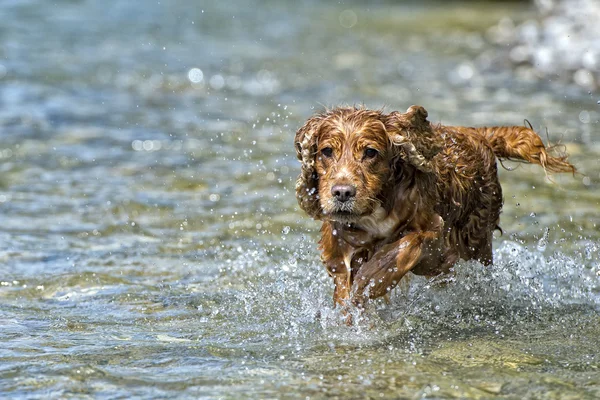 Feliz perro inglés cocker spaniel mientras corre a usted — Foto de Stock