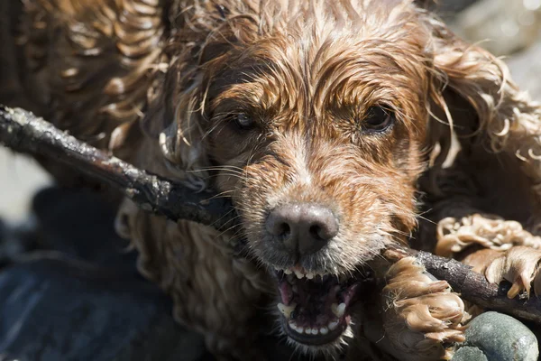 Feliz perro inglés cocker spaniel mientras corre a usted — Foto de Stock