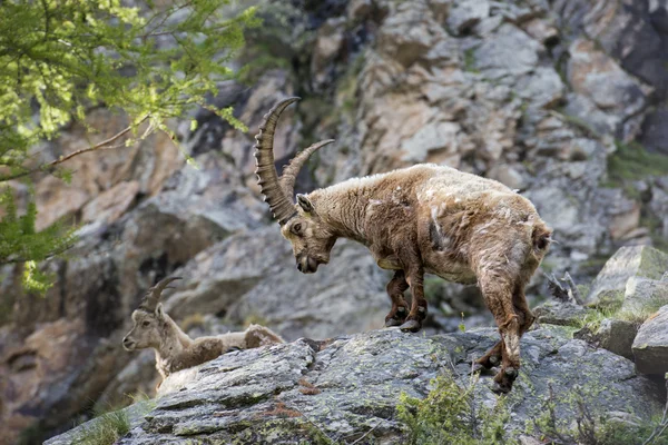 Isolado veado ibex corno longo ovelhas Steinbock — Fotografia de Stock