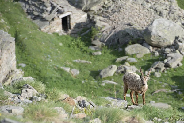 Cervo stambecco isolato pecore corno lungo Steinbock — Foto Stock