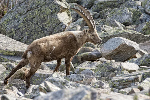 Izole dağ keçisi geyik boynuzu uzun koyun steinbock — Stok fotoğraf