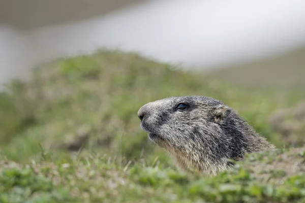 Retrato isolado de marmota fora de seu ninho — Fotografia de Stock