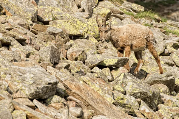 Izole dağ keçisi geyik boynuzu uzun koyun steinbock — Stok fotoğraf
