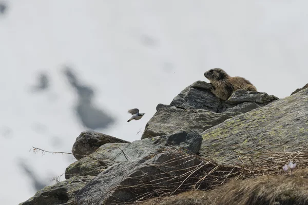 Retrato de marmota aislada fuera de su nido —  Fotos de Stock