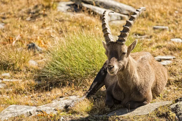 Cervo stambecco isolato pecore corno lungo Steinbock — Foto Stock