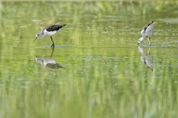 Isolado de asas pretas stilt olhando para você — Fotografia de Stock