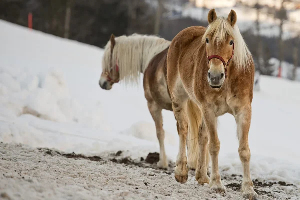 Paard portret op de witte sneeuw terwijl op zoek naar jou — Stockfoto