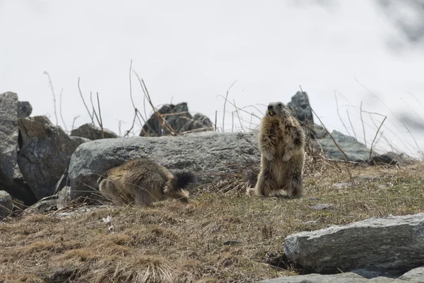 Dos marmotas mientras peleas —  Fotos de Stock