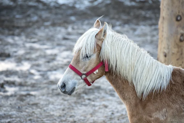 Retrato de caballo en la nieve blanca mientras te mira —  Fotos de Stock