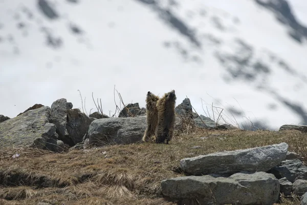 Due Marmotte mentre combattono — Foto Stock