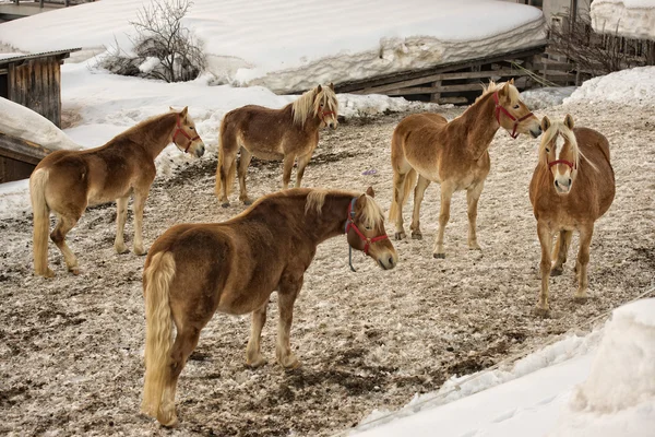Hästen stående på den vita snön medan du tittar på du — Stockfoto