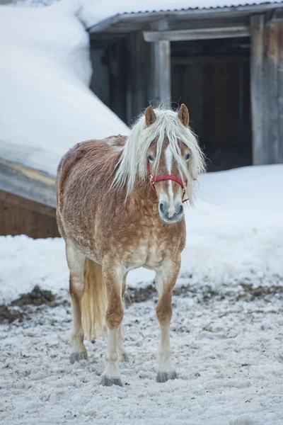 Horse portrait on the white snow while looking at you — Stock Photo, Image