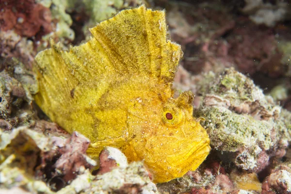 Poisson à feuilles jaunes à Cebu — Photo