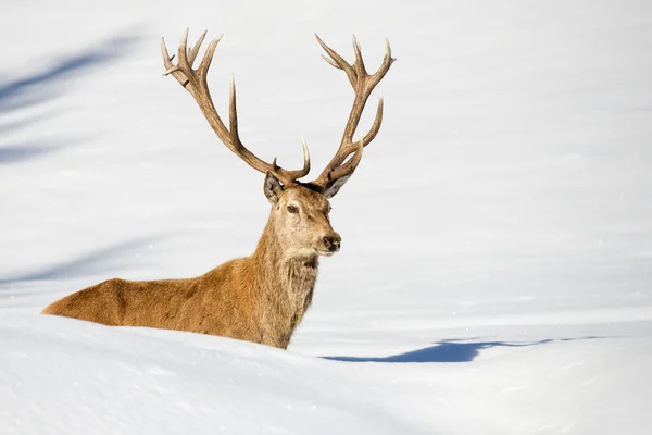 Ciervo en el fondo de nieve — Foto de Stock