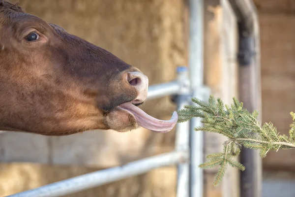 Retrato de vaca mientras lame la rama de pino — Foto de Stock