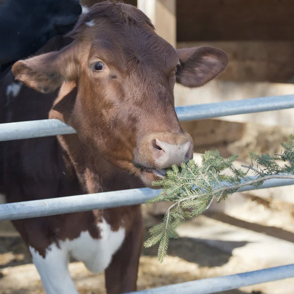 Retrato de vaca mientras lame la rama de pino —  Fotos de Stock