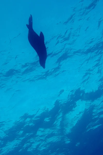 A group of sea lions underwater — Stock Photo, Image