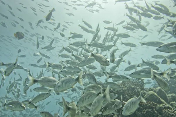 Un banc de poissons sous-marins — Photo