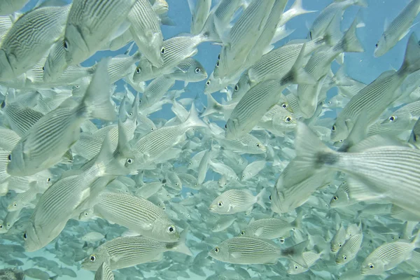 Eine Fischschule unter Wasser — Stockfoto