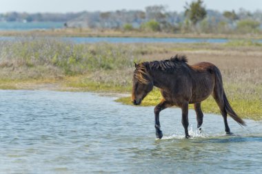 Assateague atı vahşi pony