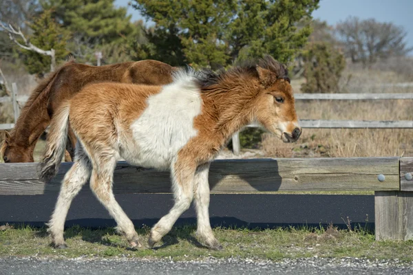 Assateague cavalo bebê filhote de cachorro selvagem pônei — Fotografia de Stock