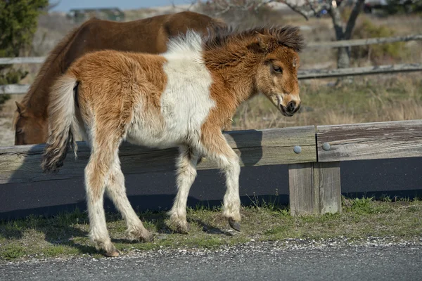 Assateague koně baby mladé štěně divoký poník — Stock fotografie