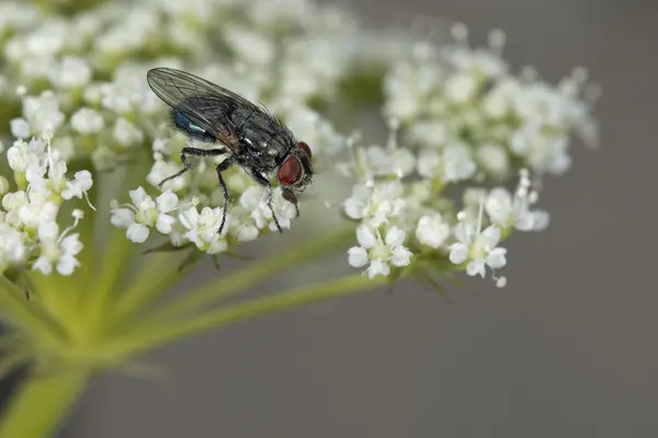 Fliege Makro auf weißer Blume — Stockfoto