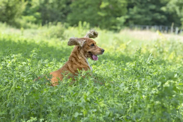 あなたに実行している間幸せな犬イングリッシュコッカースパニエル — ストック写真