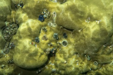 bir xmas ağacı solucan raja ampat Papua, Endonezya sert mercan içinde