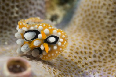 chromodoris COI omurgasızını 