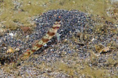 kaya balığı balık