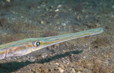 Kornet trompet balık Fistularia commersonii